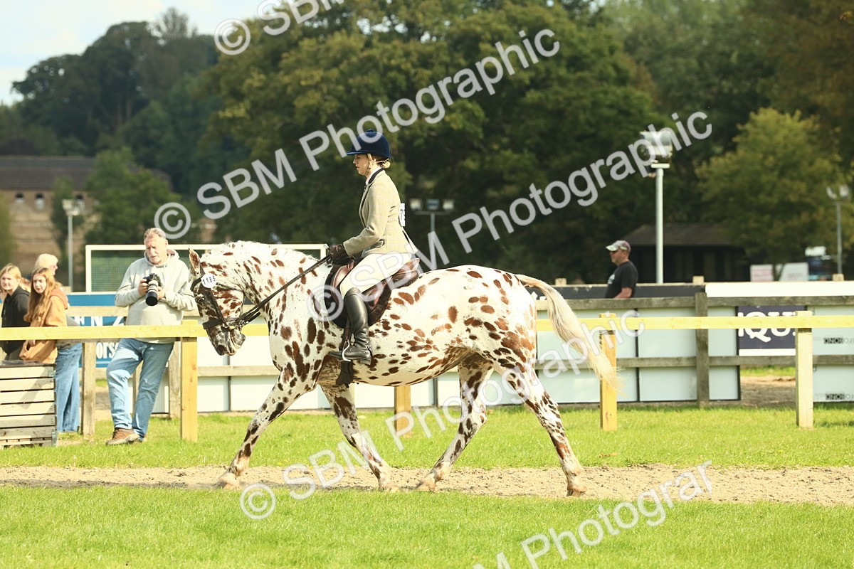 SBM_62483 - S62 - Foreign Breeds Ridden