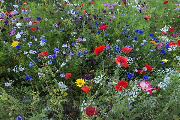  - British Landscapes