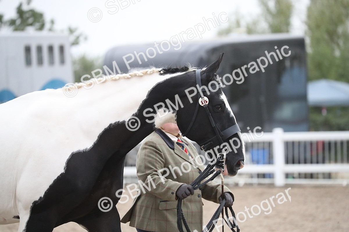 SBM_18283 - Class 318 IH Part bred Horse/Pony