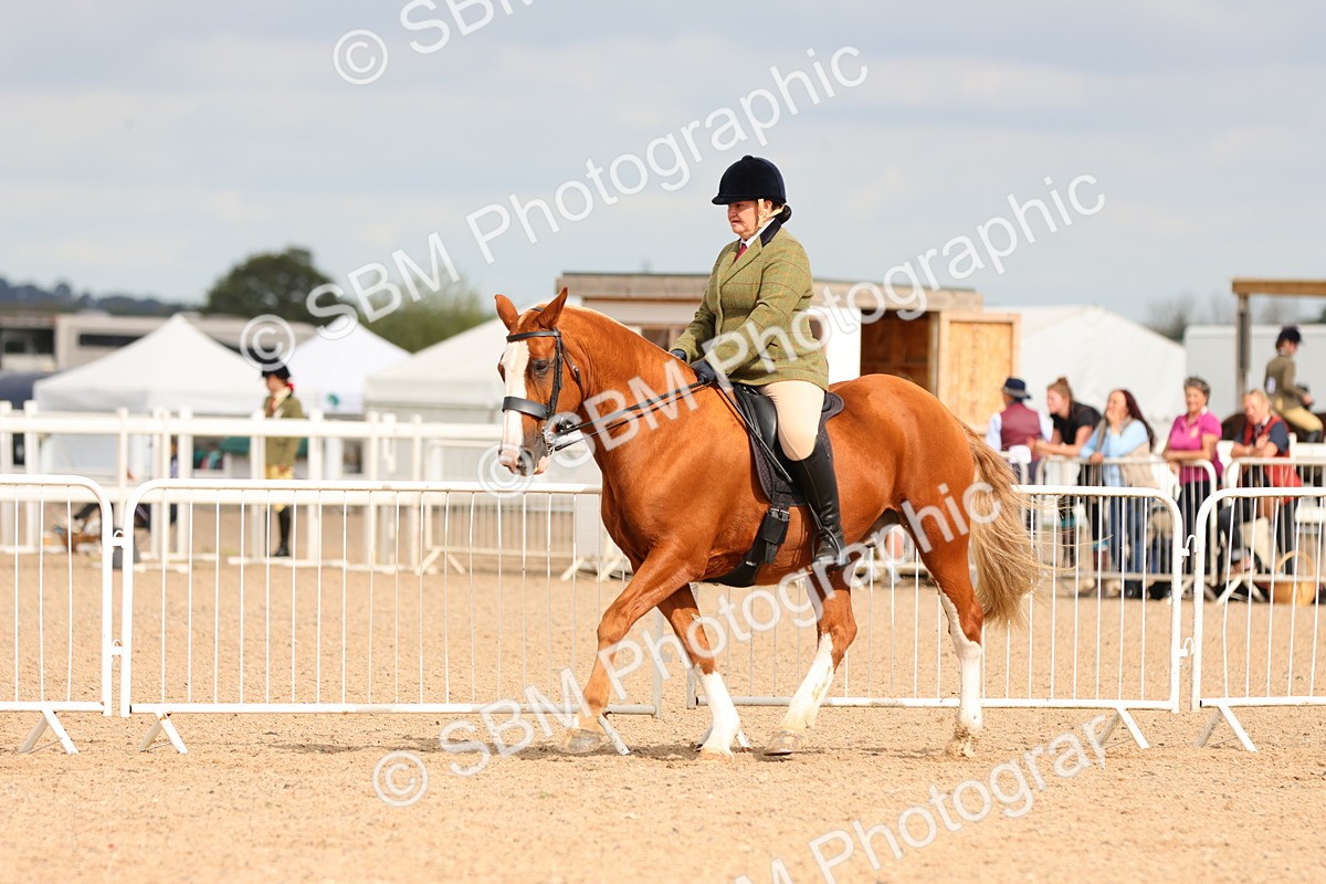 SBM_15550 - Class 214 - Ridden Show Cob