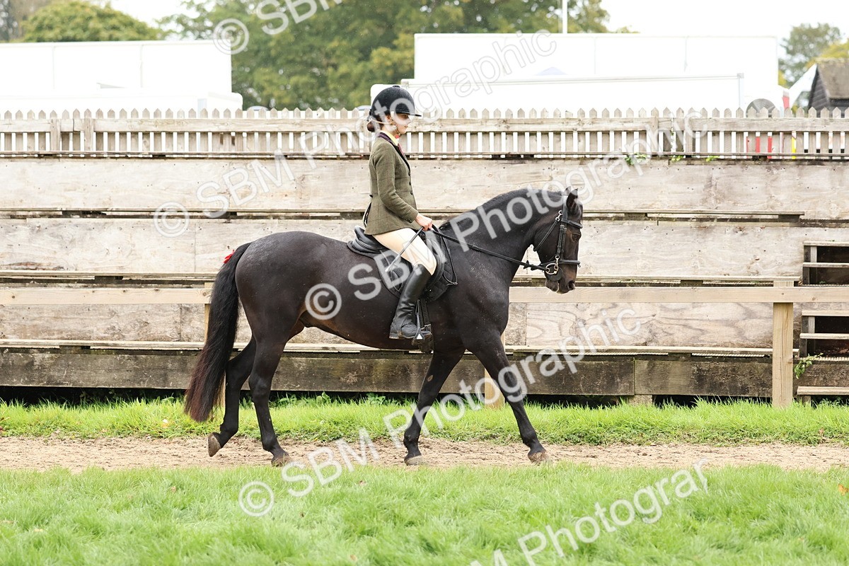 SBM_69529 - S62 - Mountain & Moorland Ridden Large Breeds