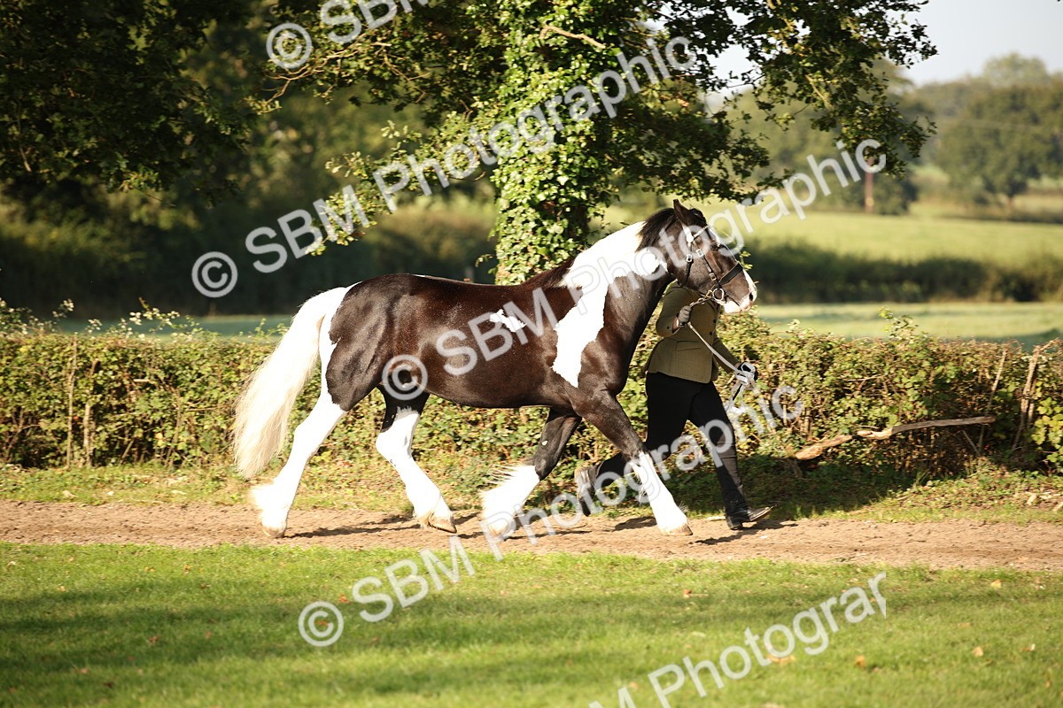 SBM_58668 - S51 - Piebald & Skewbald Horse In Hand