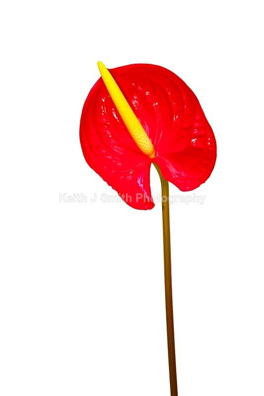 9SKJ2661 - Studio Still Life