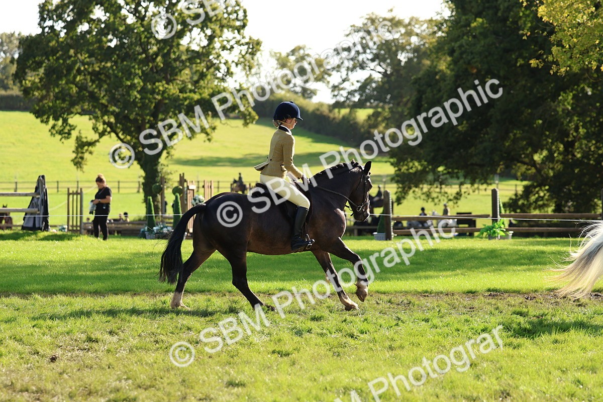 SBM_52400 - S13 - Pony Club Pony