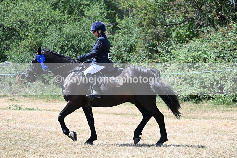 WJ7_3219 - Class 7 Riding Club Show Horse