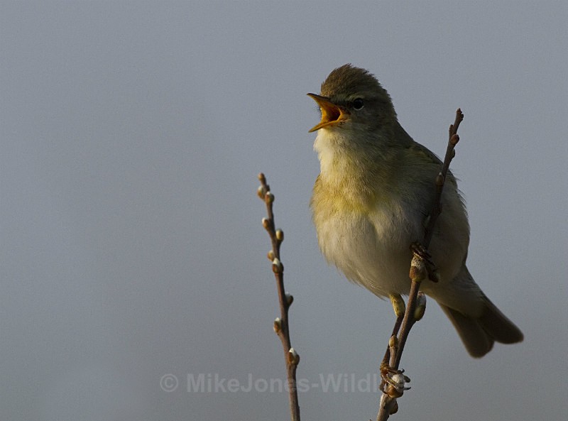 WILLOW WARBLER - WILLOW WARBLER