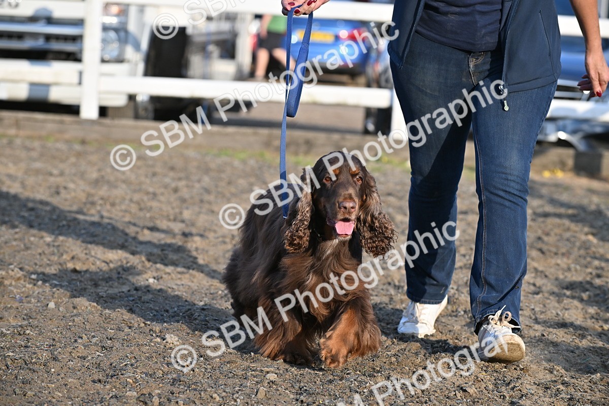 SBM_09466 - Lorry Dogs