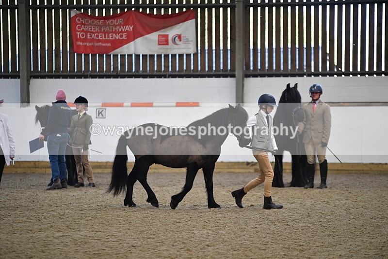 WJ5_4187 - Class 6 In hand M&M - Large Breeds