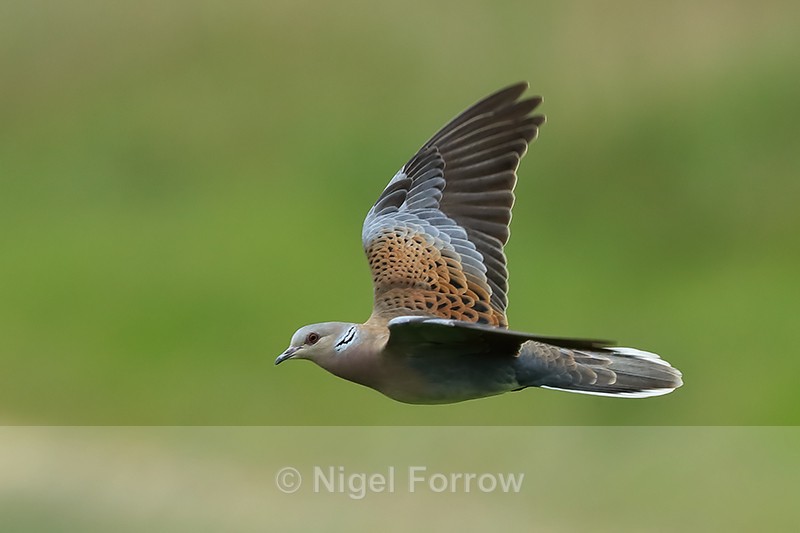 Turtle Dove flying, Otmoor RSPB - Turtle Dove