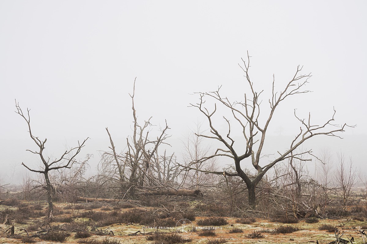  - Charred Mist