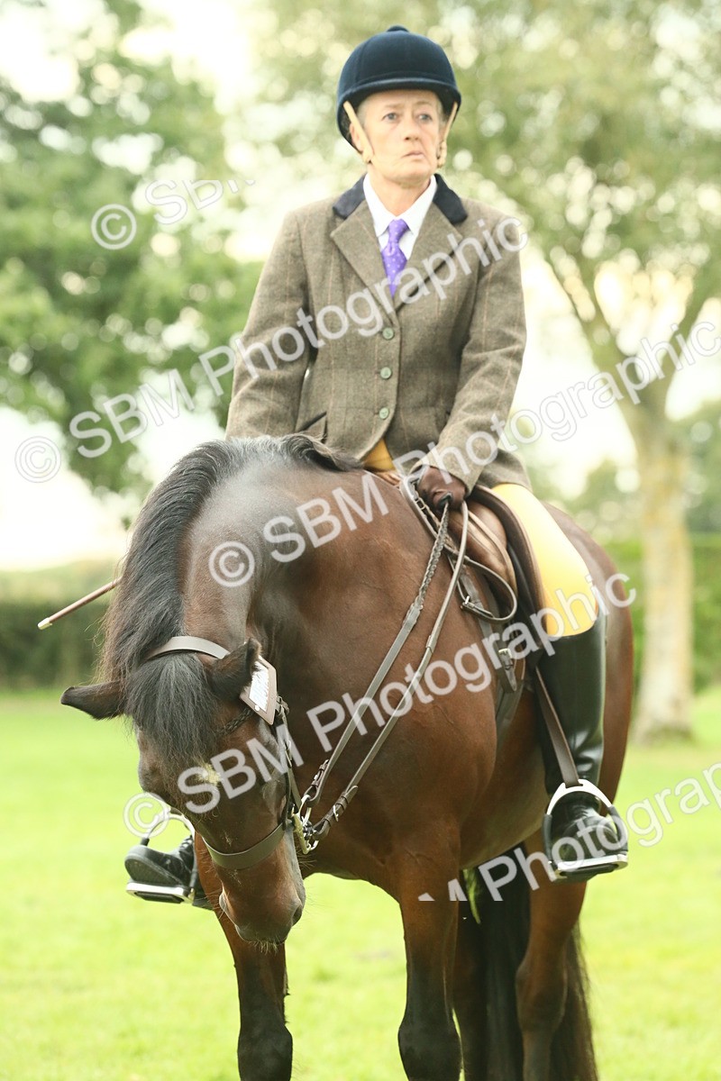 SBM_72266 - S60 - Mountain & Moorland Ridden Large Breeds