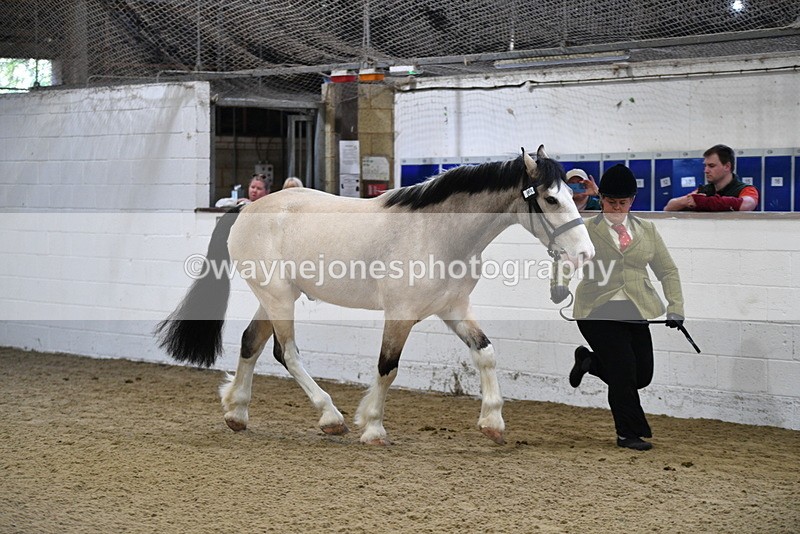 WJ5_3459 - Class 1 Youngstock