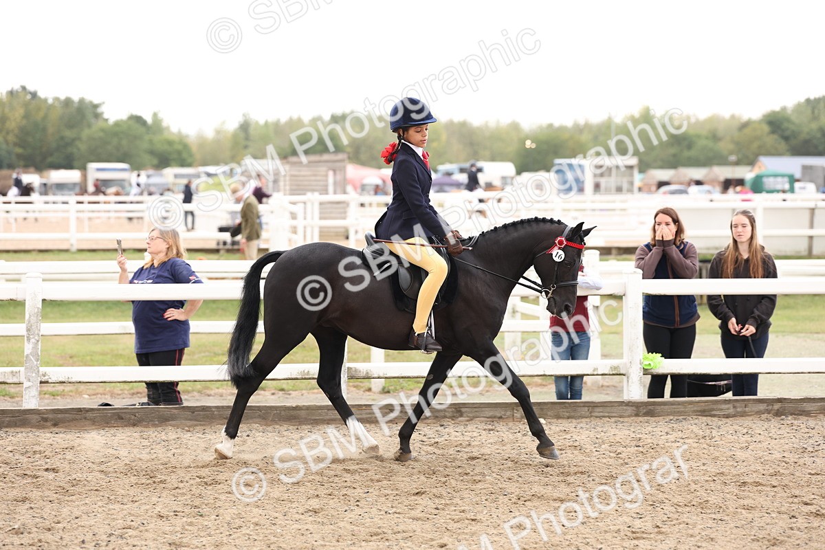 SBM_04189 - Class 54 - Riding Club Horse/Pony
