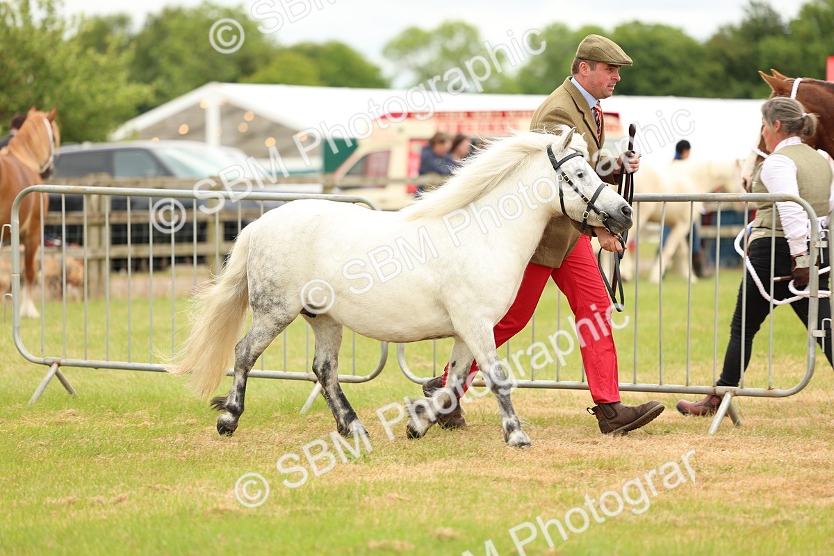 SBM_04359 - Class 64-67 - Shetland Pony In Hand