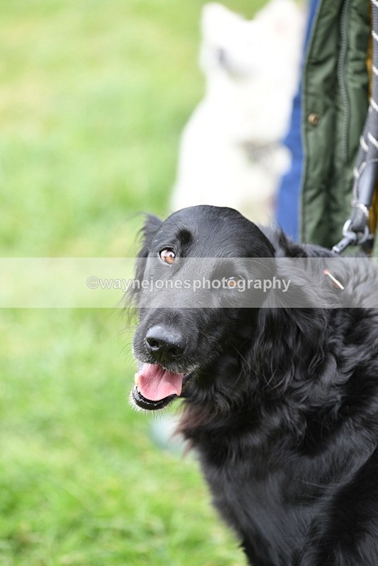 WJ5_9254 - Class 1 Best Cross Breed / Heniz 57