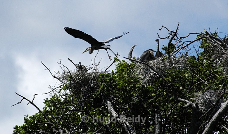  - Birds in the Wild