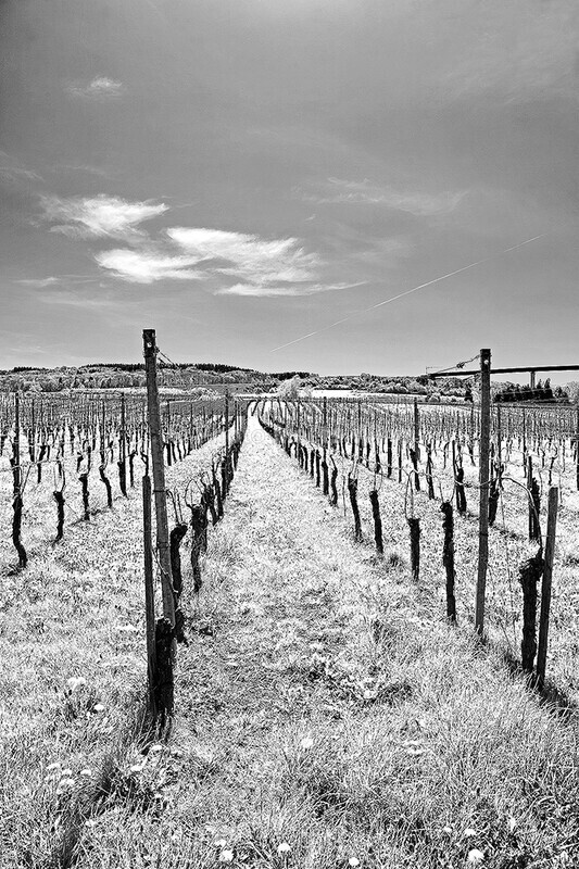  - Vineyards & Vines / Weinberge & Reben