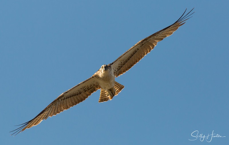 Osprey in Flight 6