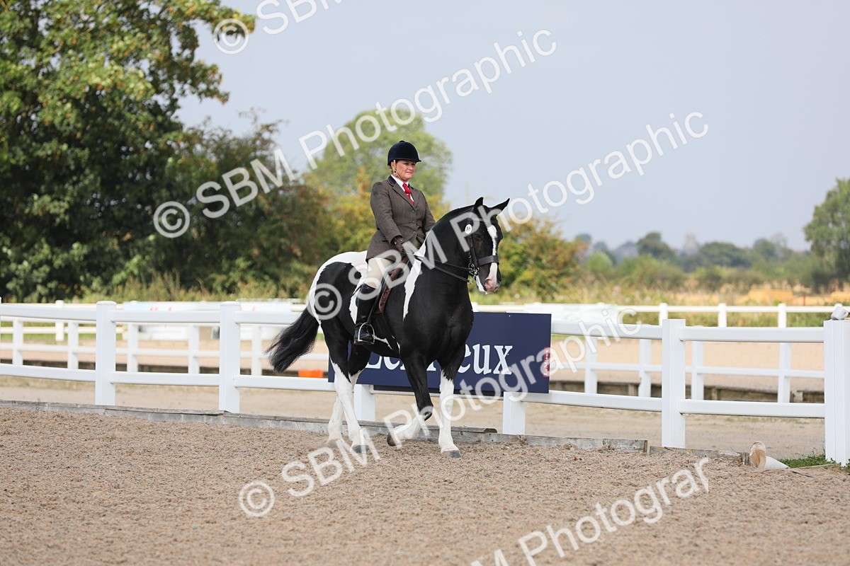 SBM_13316 - Class 308 Ridden Coloured Horse