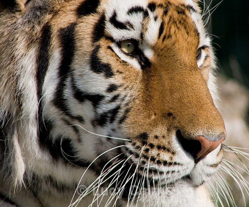  - Big Cats