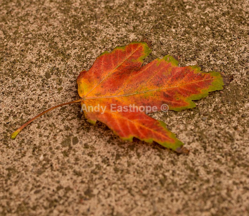 Autumn Leaf 2 - Autumn in Canada