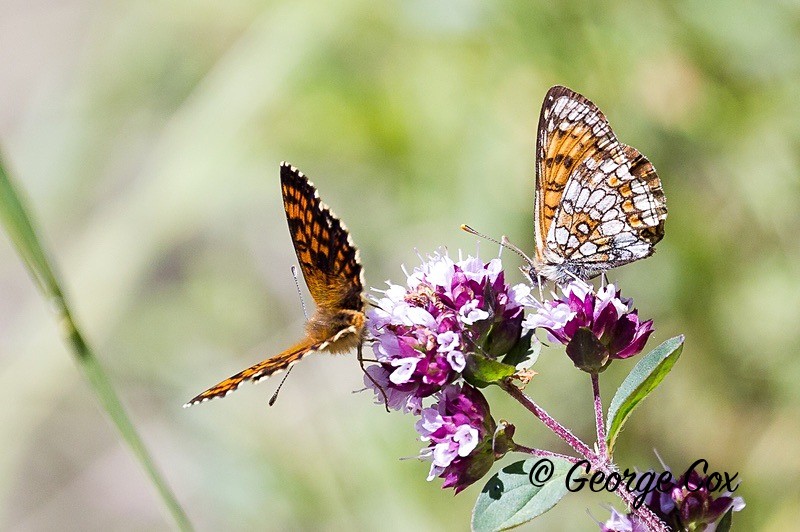 heath fritillary pyrenees