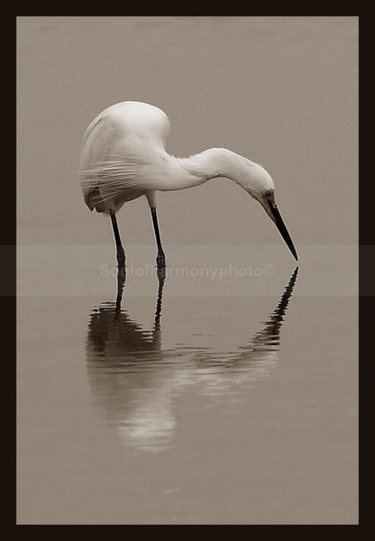 Harmony Of Nature - Art And Nature