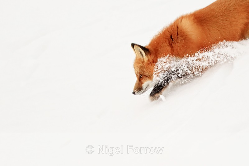 Red Fox running down slope, Churchill, Canada - Red Fox