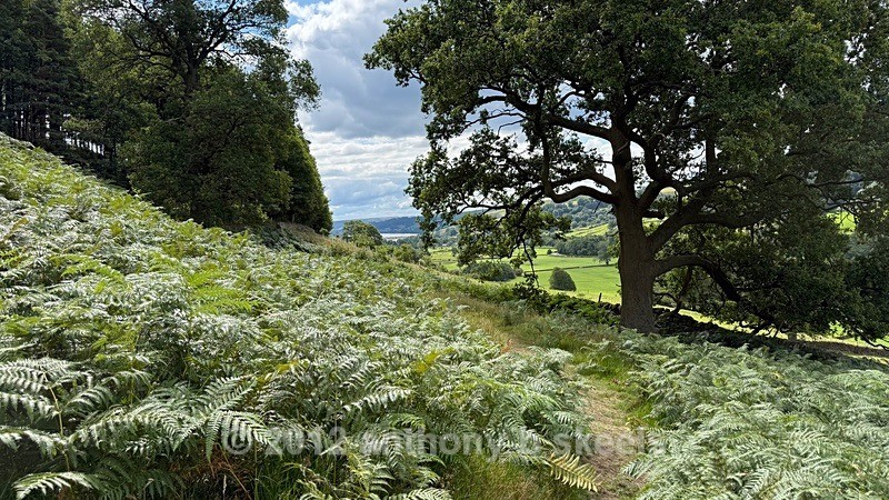 056 A Bracken laiden path approaching Longside Wood - York Minster Walkers Collection 2025