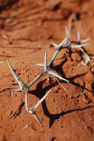 Acacia - Namibia
