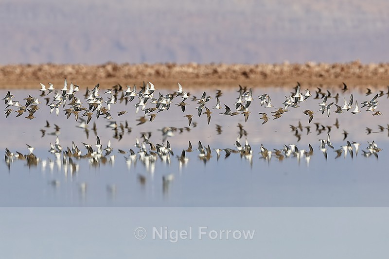 Flock of Baird's Sandpipers, Chaxa, Chile - Baird's Sandpiper