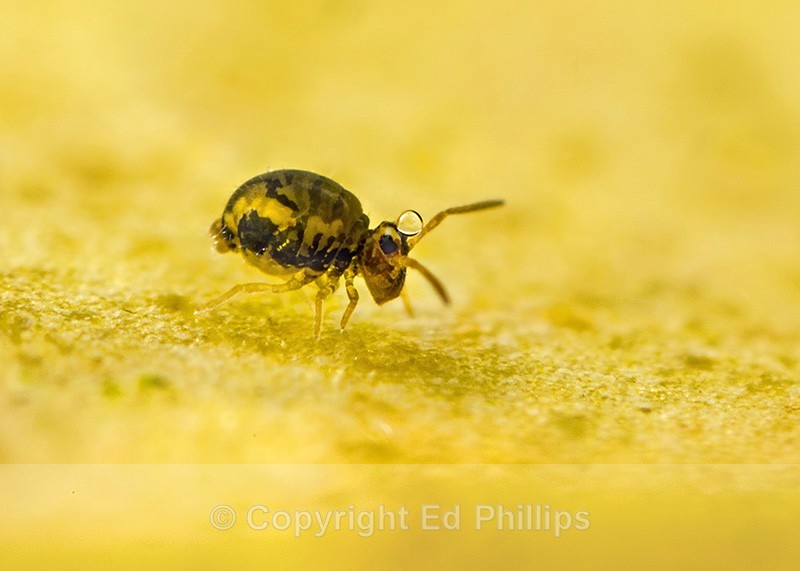 Sminthurinus reticulatus - Sminthurinus reticulatus