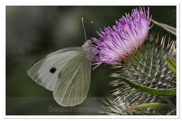 Meadow Life - Invertebrate's Macro
