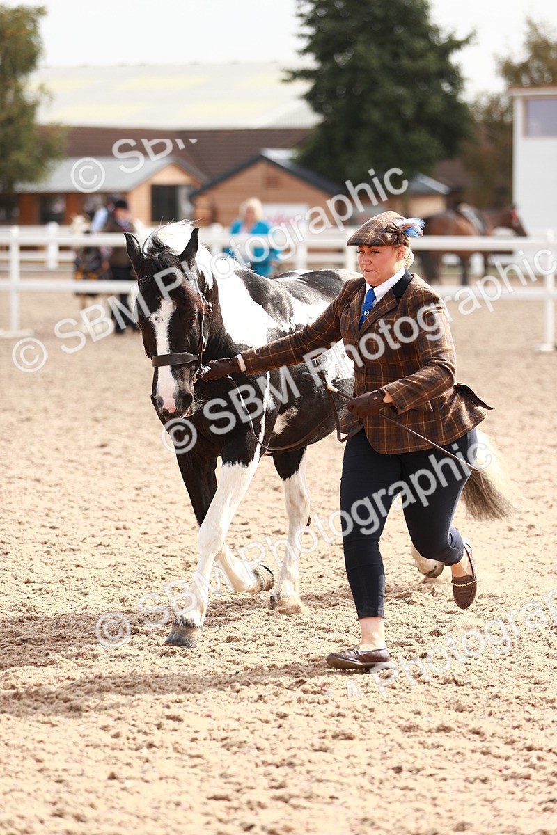 SBM_11842 - Class 206 IH Non Show Type Pony