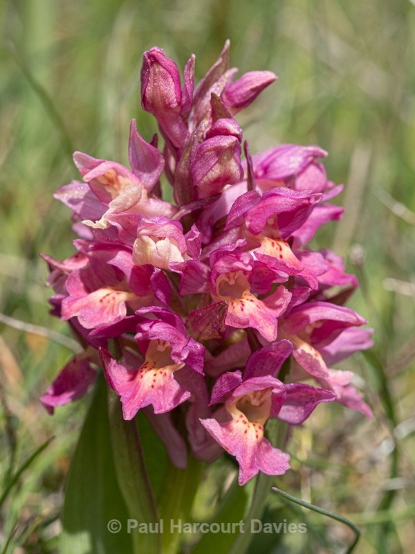 Elderflower Orchid (Dactylorhiza sambucina)  - Wild Orchids - 1