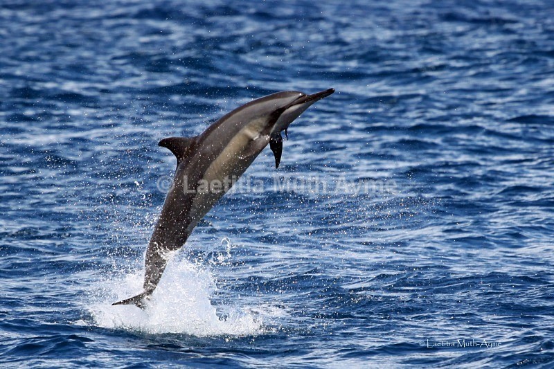 IMG_6439 Mayotte - Marine wildlife