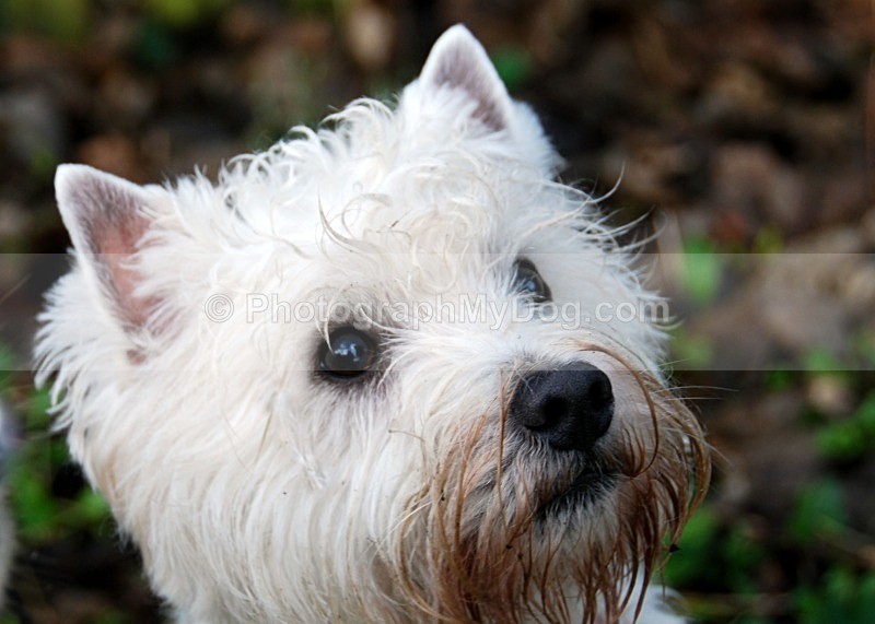  - West Highland Terriers