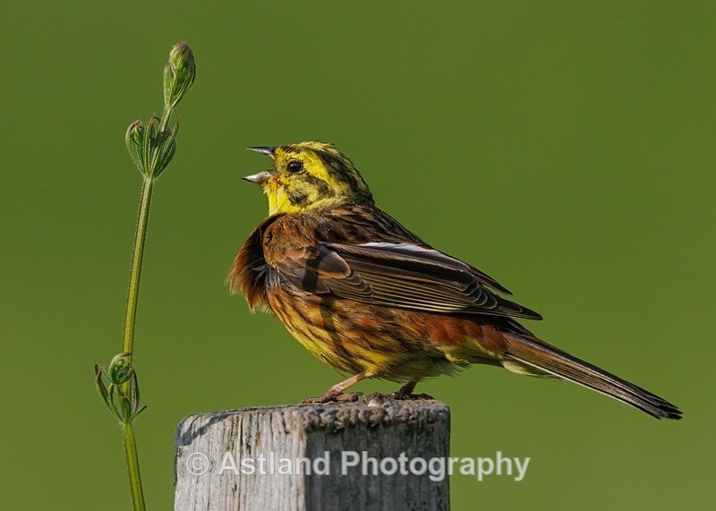Yellowhammer - Latest Images