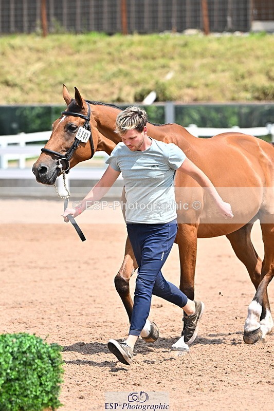 240718A-105319-01836 - Trot Up 1pm to 2pm