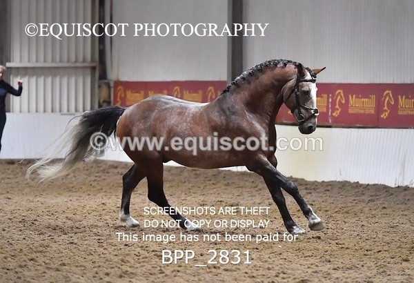 BPP_2831 - LOOSE JUMPING / SPSS