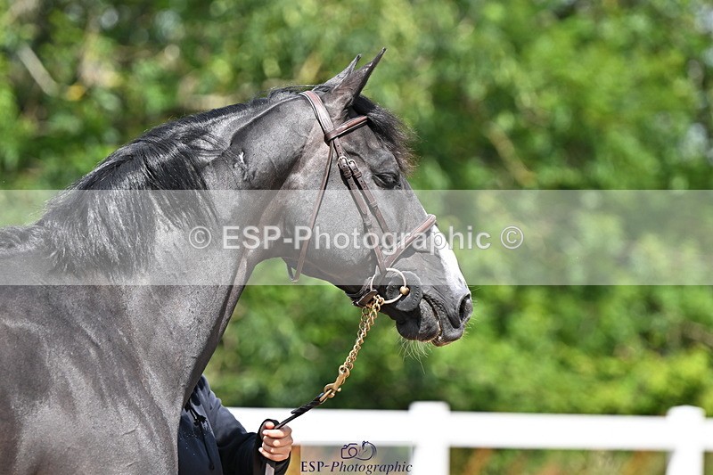 240718A-105241-01017 - Trot Up 11am to 12pm