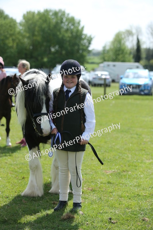 20250427-3442 - Class 8 - Handsomest Gelding