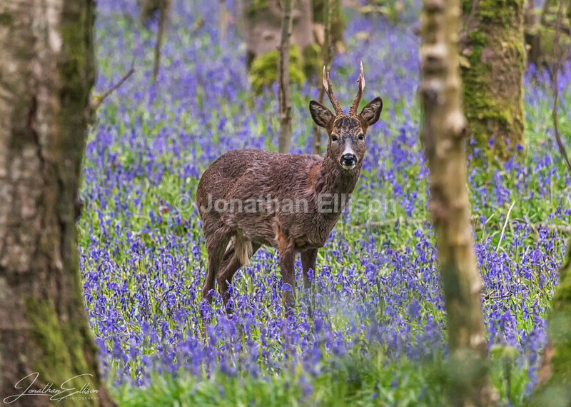 Roe Deer and Bluebells - Rivington And Surrounding Areas