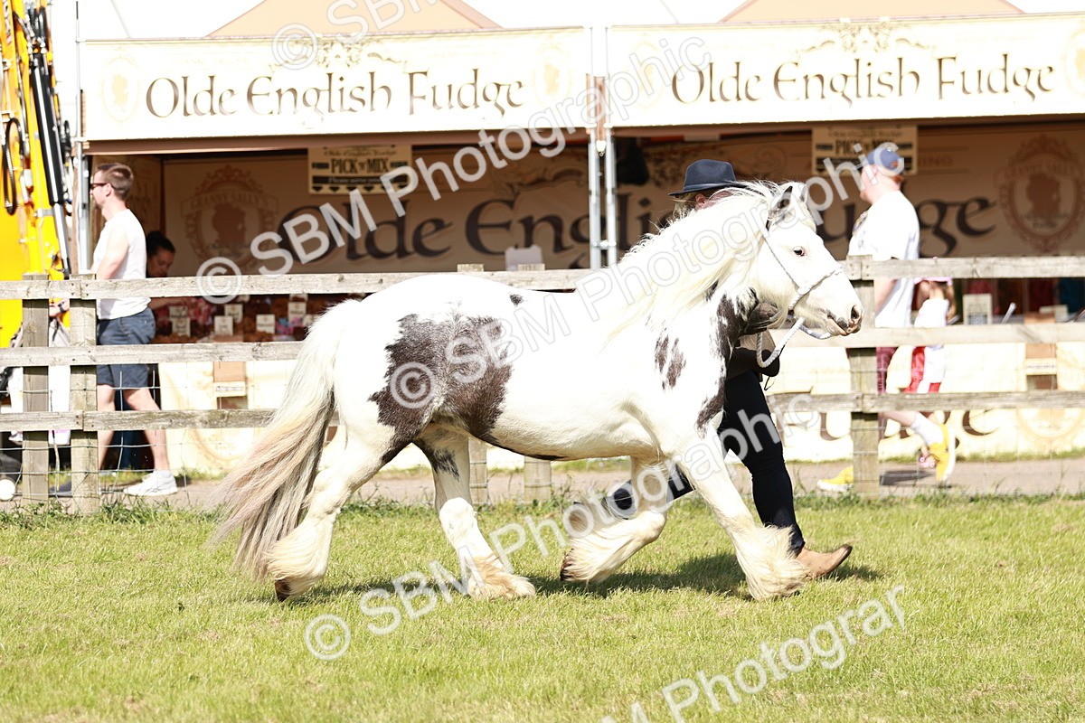 SBM_08553 - Class 63-65 - Traditional Gypsy Cobs In Hand & Ridden