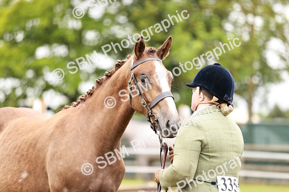 SBM_00684 - Class 26-30 Sport Horse In Hand