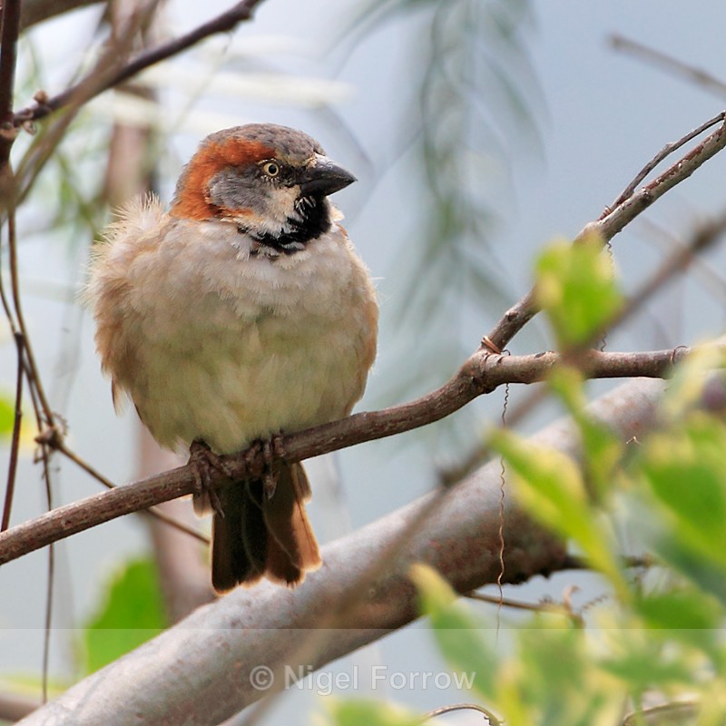 Rufous Sparrow (male) perched on a branch - Rufous Sparrow