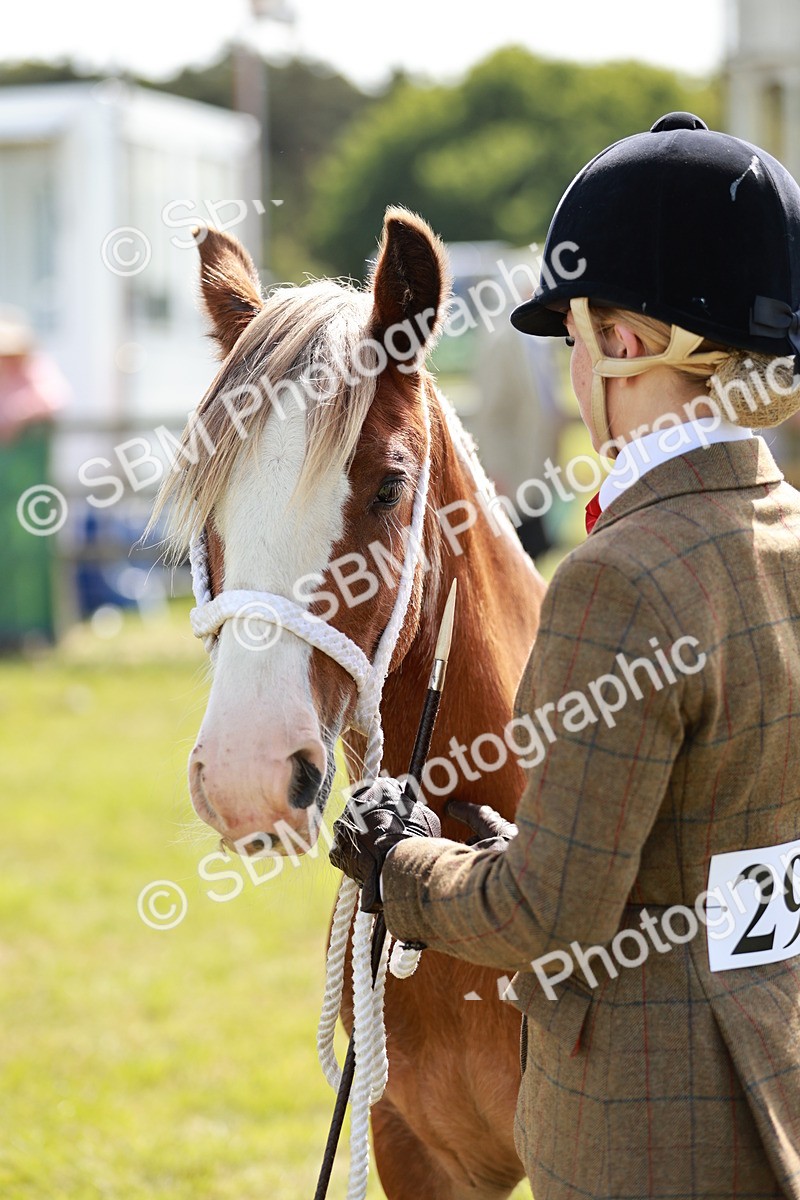SBM_08665 - Class 63-65 - Traditional Gypsy Cobs In Hand & Ridden