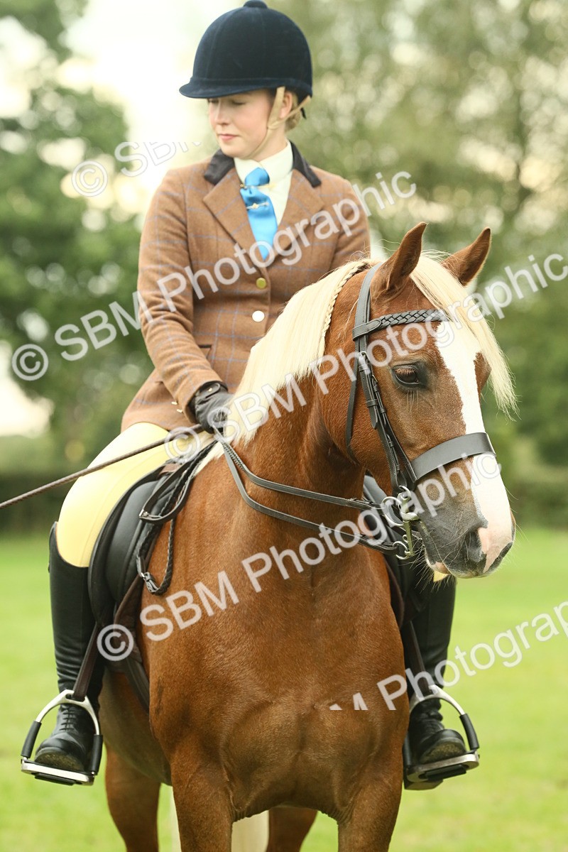 SBM_72291 - S60 - Mountain & Moorland Ridden Large Breeds