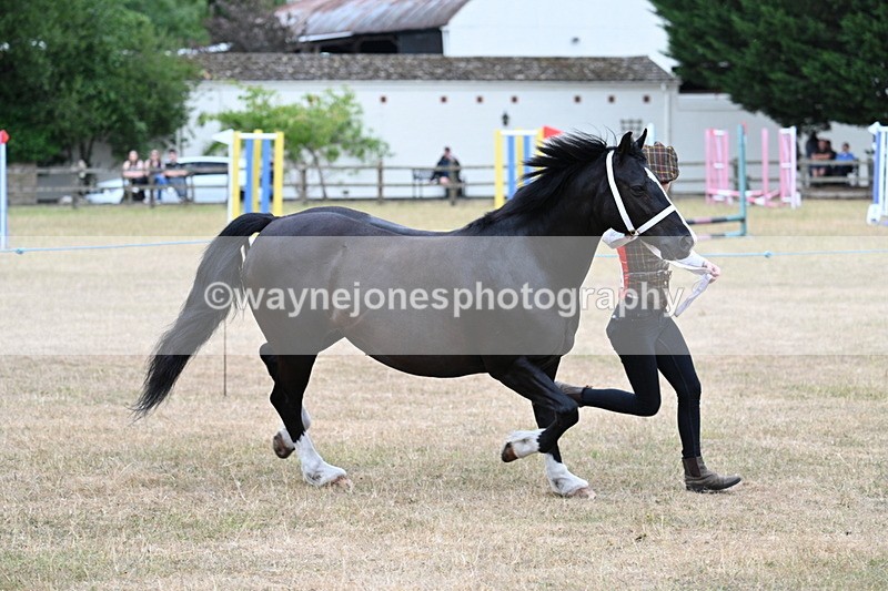 WJ7_8433 - Class 4 Prettiest Mare up to 14.2hh