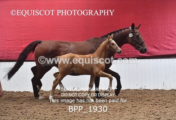 BPP_1930 - AFTERNOON 12.30 - 3.30PM